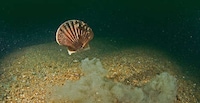 Ocean-Friendly Design Image 2