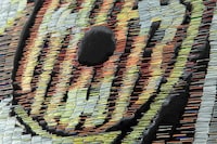 Intergalactic Staple Mosaics Image 4