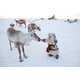 Isolated Arctic Photos Image 7