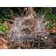 Coat Hanger Bird Nests Image 7