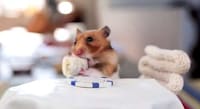 Munching Animal Videos Image 5