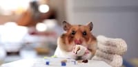Munching Animal Videos Image 6
