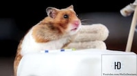 Munching Animal Videos Image 7