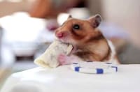Munching Animal Videos Image 8