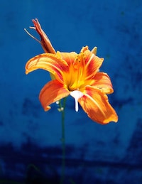 Beguiling Surrealist Photography Image 2