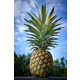 Overly Sweet Pineapples Image 2