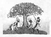 Nature-Driven Cider Branding Image 2