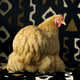 High Society Chicken Portraits Image 3