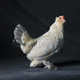 High Society Chicken Portraits Image 4