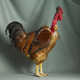 High Society Chicken Portraits Image 5