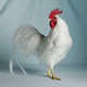 High Society Chicken Portraits Image 6