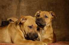 Poignant Shelter Dog Photography