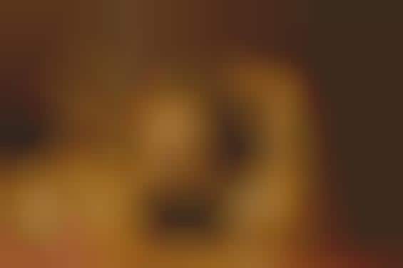 Poignant Shelter Dog Photography
