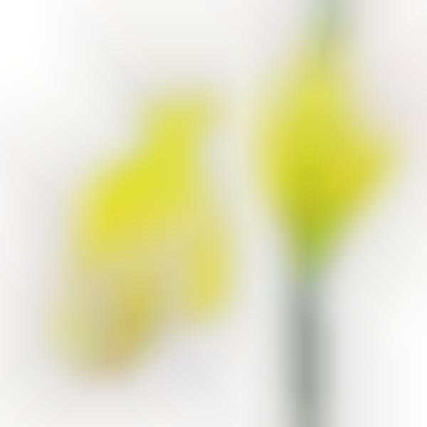 Flower Petal Fashion Illustrations