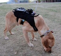 Smart Rescue Dog Harnesses Image 2
