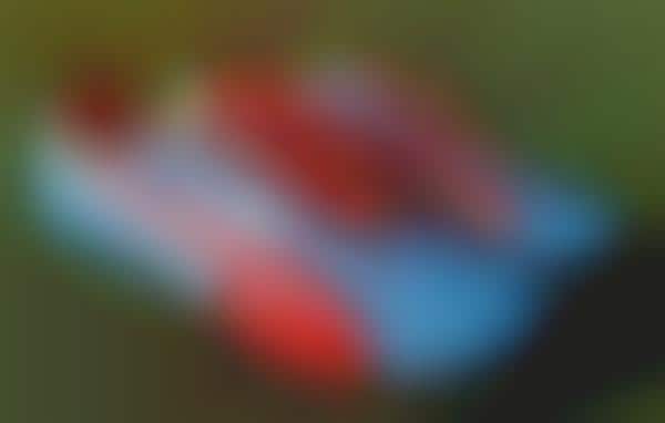 Speedy Leather Soccer Boots