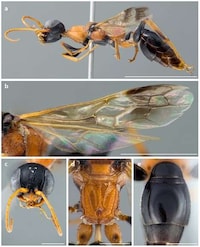 Fictional Creature Namesakes Image 3