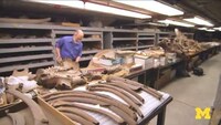 Online 3D Fossil Collections Image 2