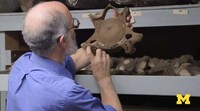 Online 3D Fossil Collections Image 3