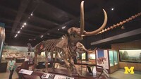 Online 3D Fossil Collections Image 4