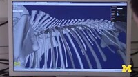 Online 3D Fossil Collections Image 8