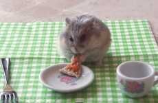 Adorable Rodent Meals