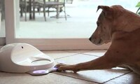 Dog-Friendly Gaming Consoles Image 3