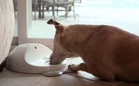Dog-Friendly Gaming Consoles Image 4
