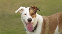 Incentivized Fetch Machines Image 2