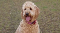 Incentivized Fetch Machines Image 3