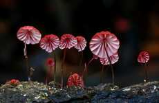 Vibrant Fungi Photography