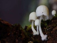Vibrant Fungi Photography Image 2