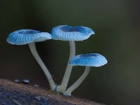 Vibrant Fungi Photography Image 3