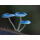 Vibrant Fungi Photography Image 3