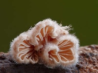 Vibrant Fungi Photography Image 4