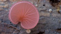 Vibrant Fungi Photography Image 5