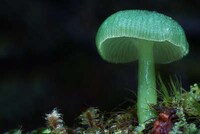 Vibrant Fungi Photography Image 6