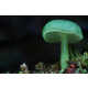 Vibrant Fungi Photography Image 6