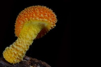 Vibrant Fungi Photography Image 7