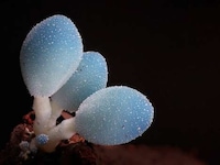 Vibrant Fungi Photography Image 8