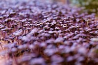 Microgreen Growing Kits Image 2