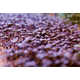 Microgreen Growing Kits Image 2