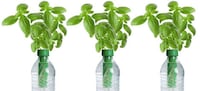 Sprouting Bottle Caps Image 2