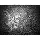 Magnified Tear Droplet Photography Image 4