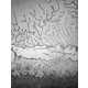 Magnified Tear Droplet Photography Image 6