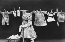 Ancestral Feline Photography