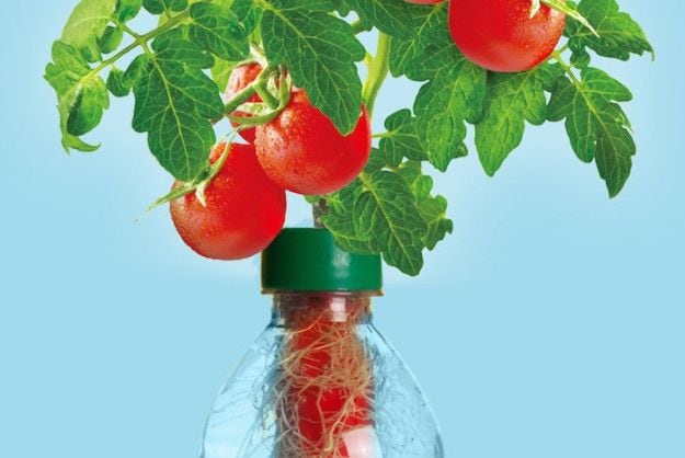 Plastic Bottle Vegetable Gardens