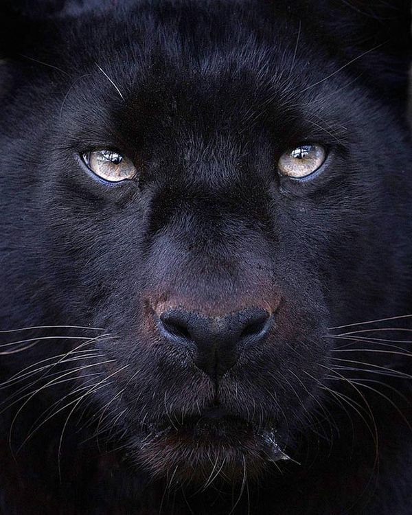 Soulful Animal Photography