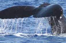 Nature-Driven Entrepreneurship