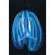 Disease Remedying Jellyfish Image 2